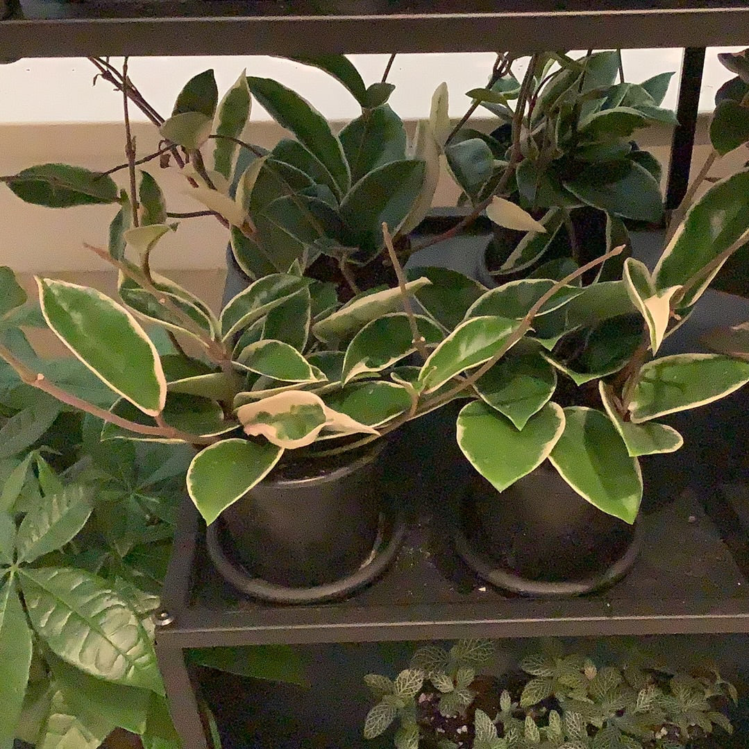 Hoya Krimson Queen