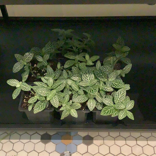 Fittonia White “3