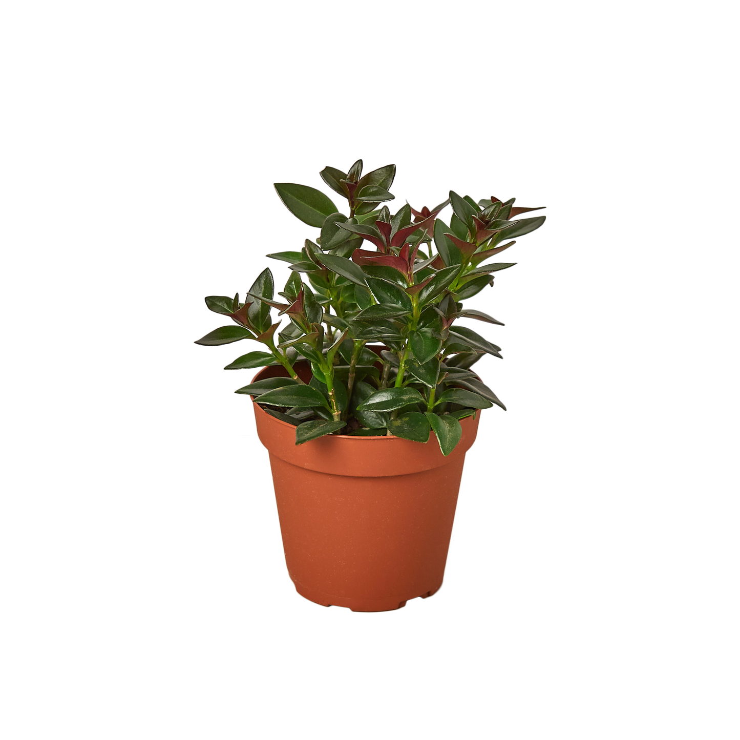 NEMATANTHUS BLACK GOLDFISH 4-inch