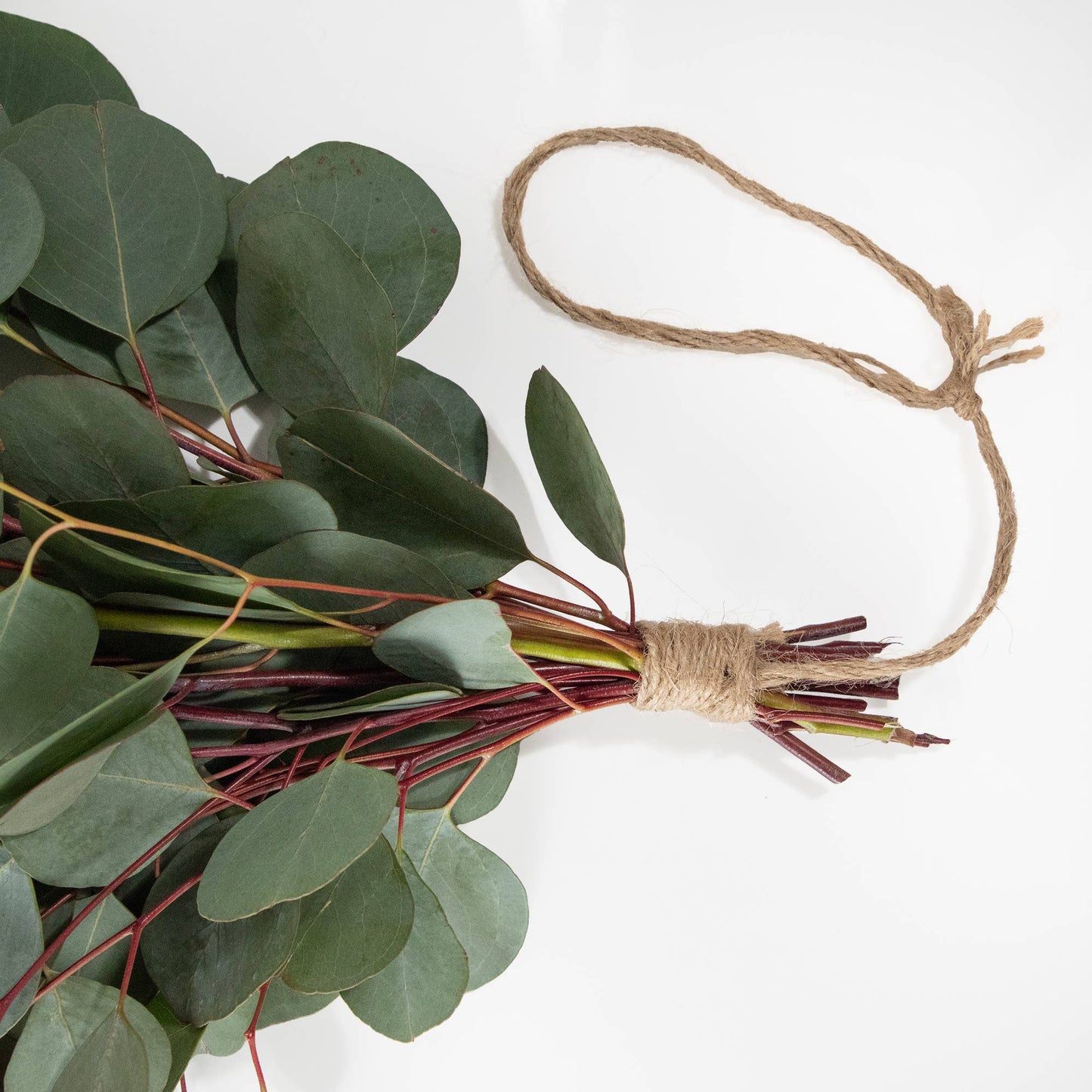 Fresh Silver Dollar Eucalyptus