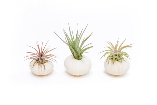 White Urchin Shells with Tillandsia Air Plants