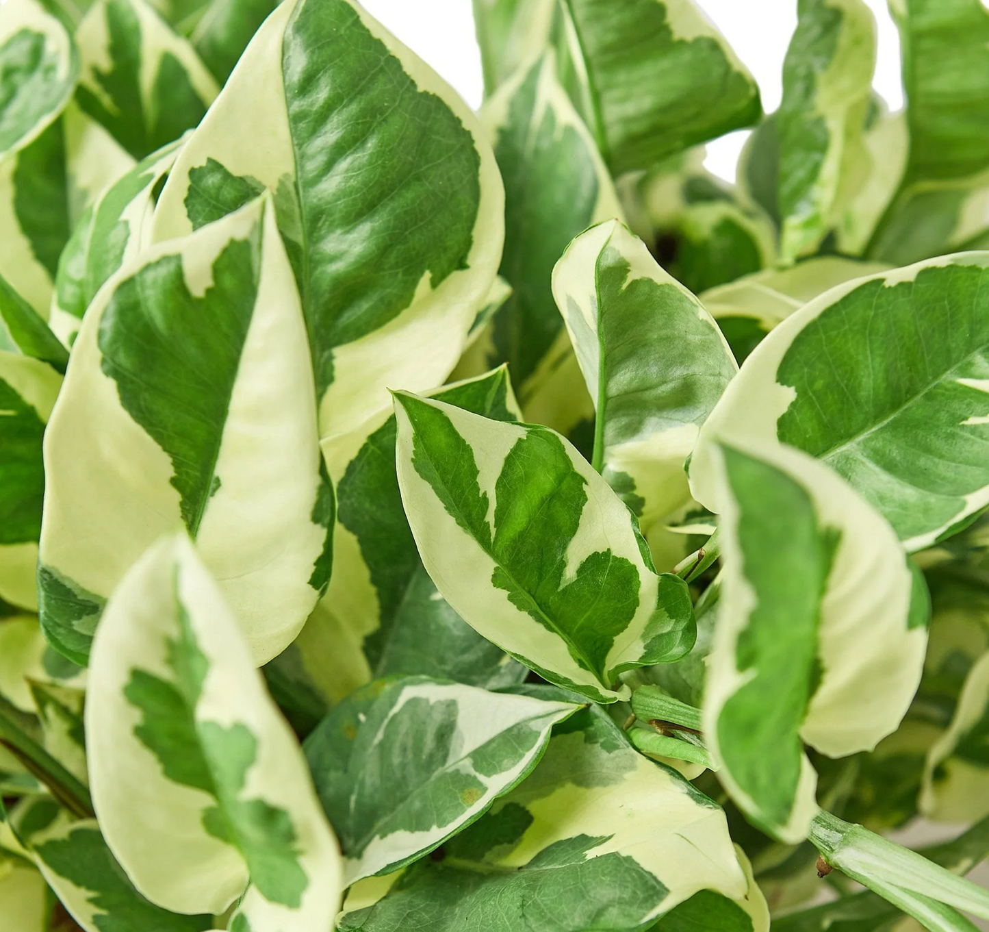 Pothos ‘N’ Joy