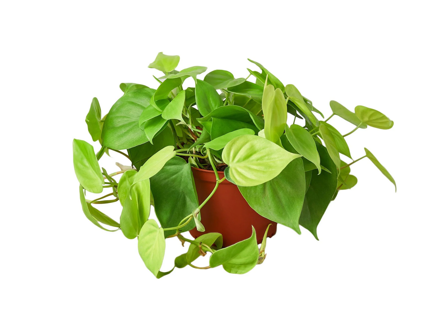 Philodendron 'Neon'