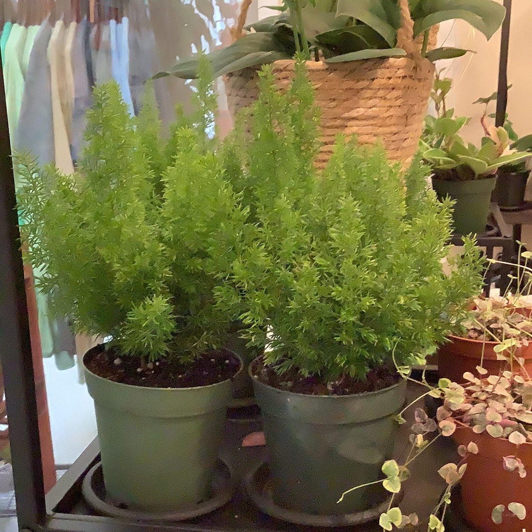 Foxtail Fern