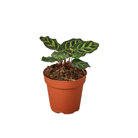 Calathea Makoyana (Peacock Plant)