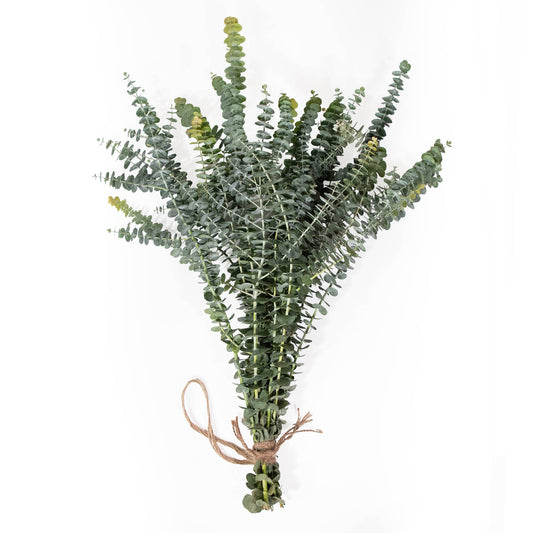 Fresh Baby Blue Eucalyptus Bundles