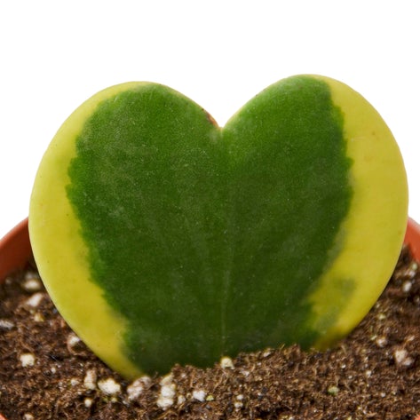 Hoya Sweetheart Variegated 3"