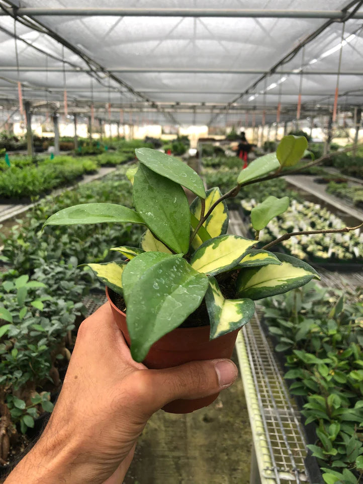 Hoya Carnosa Krimson Princess