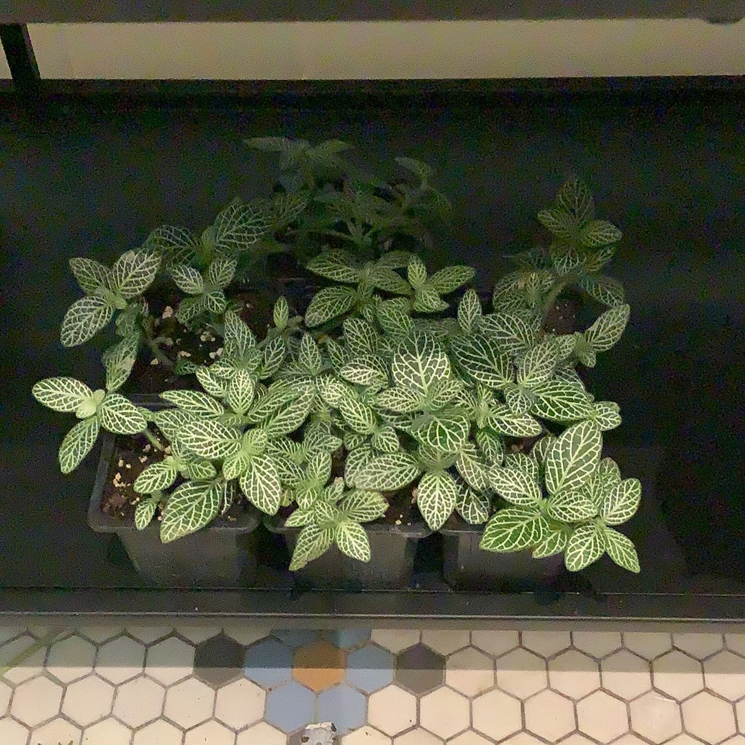 Fittonia White “3
