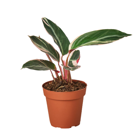 Stromanthe Triostar