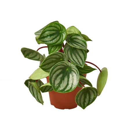 Peperomia Watermelon 4"